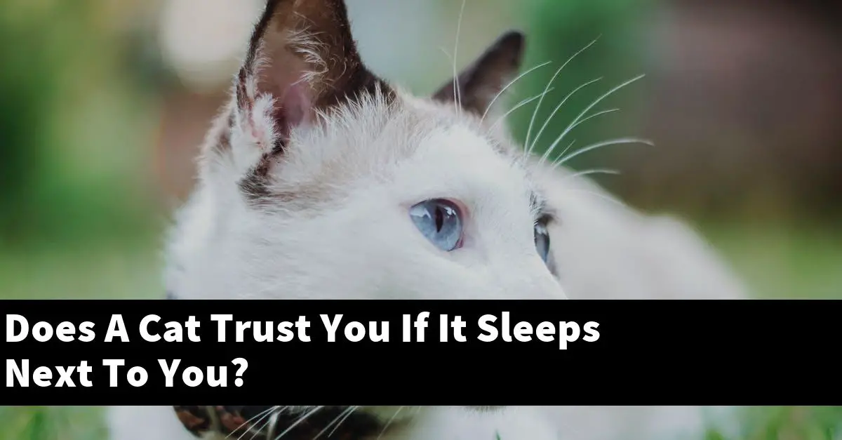 Does A Cat Trust You If It Sleeps Next To You?
