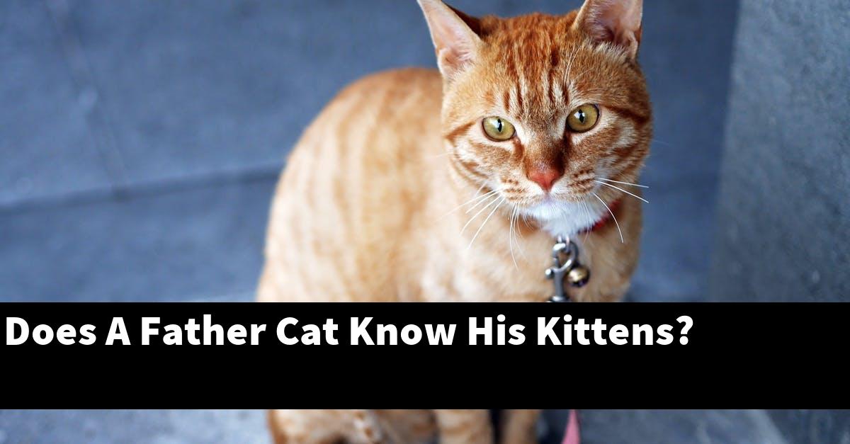 Does A Father Cat Know His Kittens?