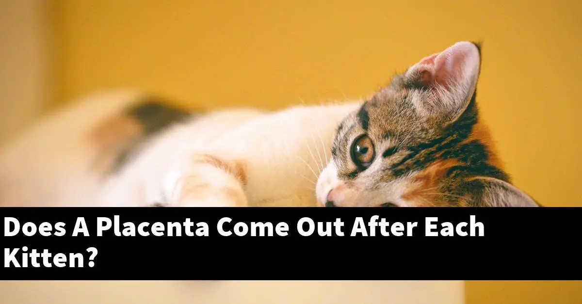 Does A Placenta Come Out After Each Kitten?