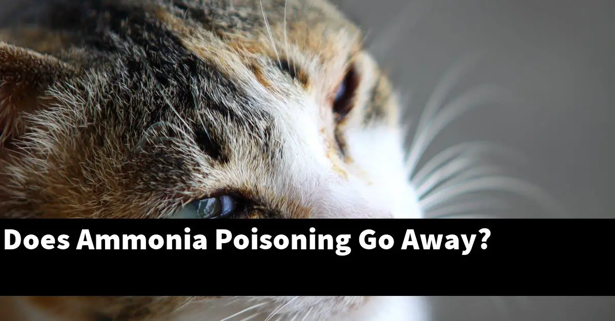 Does Ammonia Poisoning Go Away?