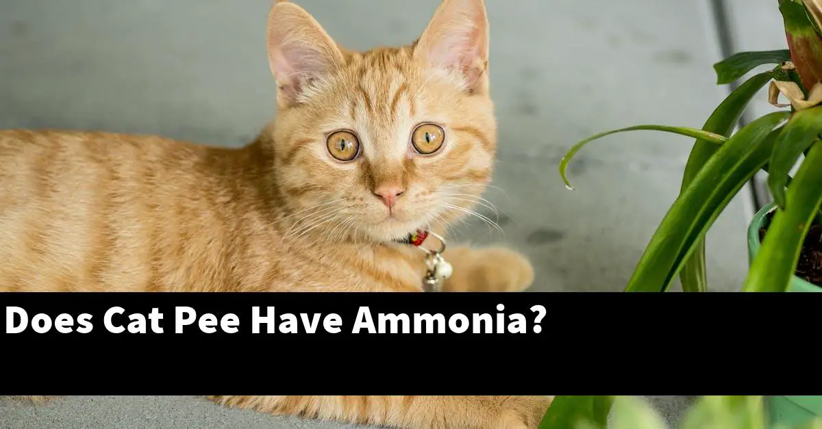 Does Cat Pee Have Ammonia?