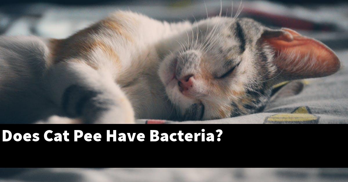 Does Cat Pee Have Bacteria?