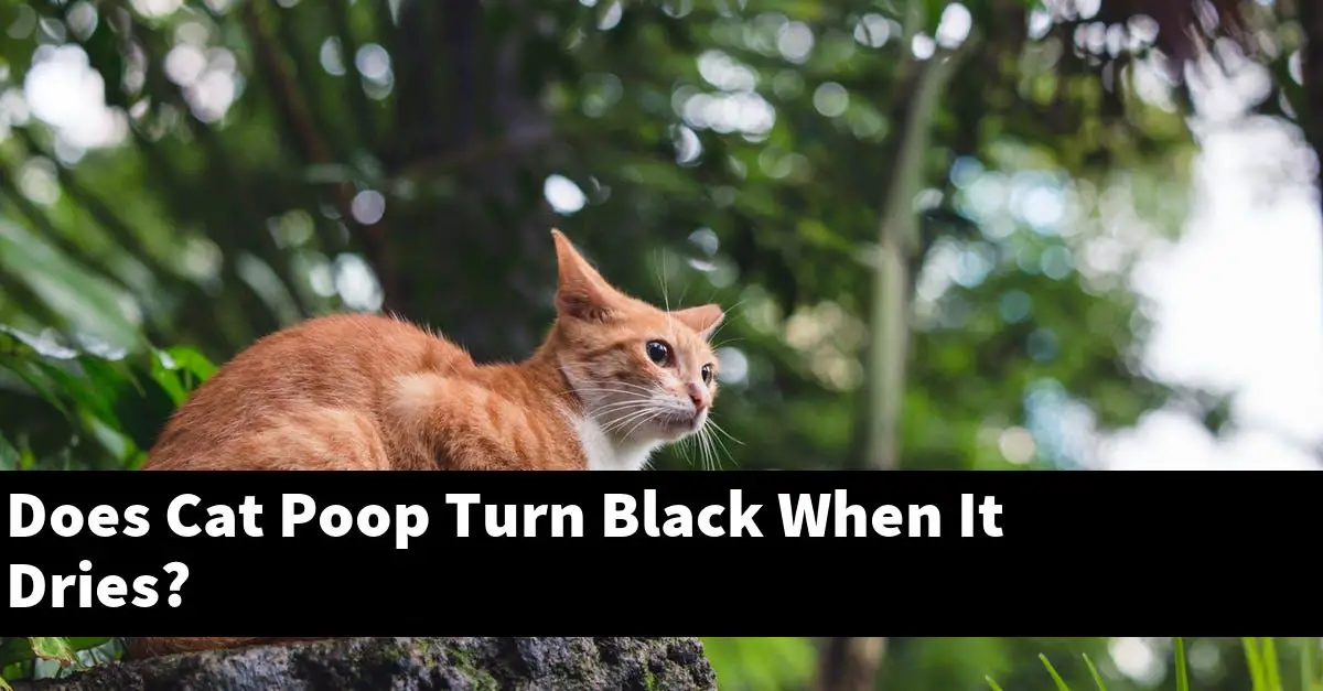 Does Cat Poop Turn Black When It Dries?