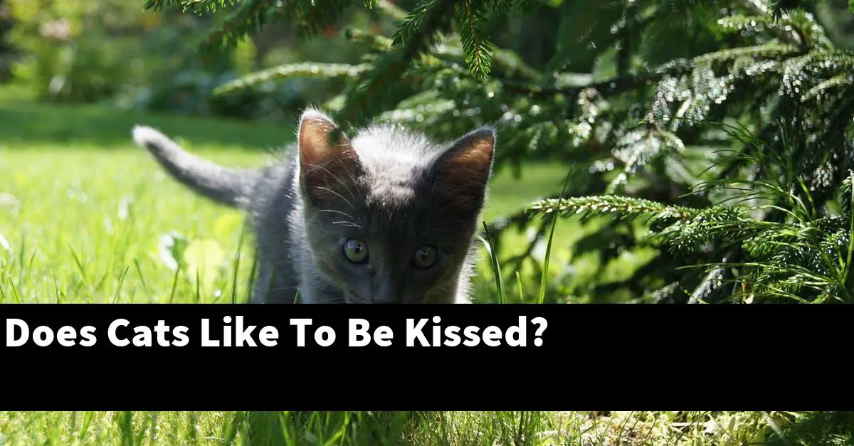 Does Cats Like To Be Kissed?
