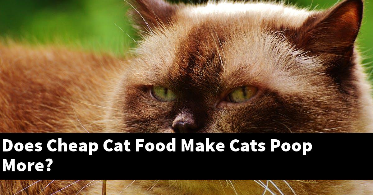 Does Cheap Cat Food Make Cats Poop More?