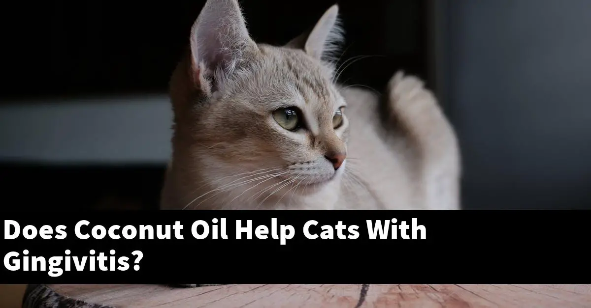 Does Coconut Oil Help Cats With Gingivitis?