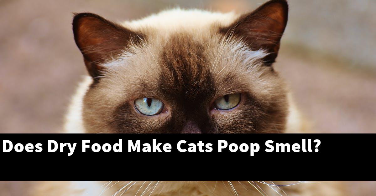 Does Dry Food Make Cats Poop Smell?
