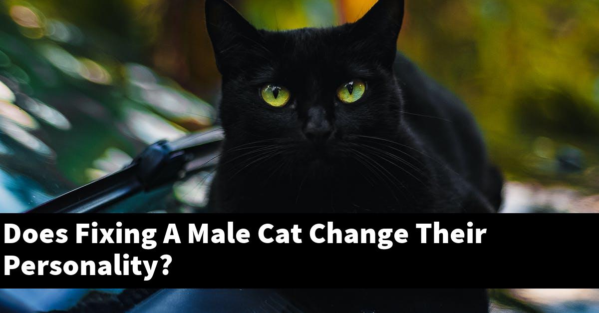 Does Fixing A Male Cat Change Their Personality?