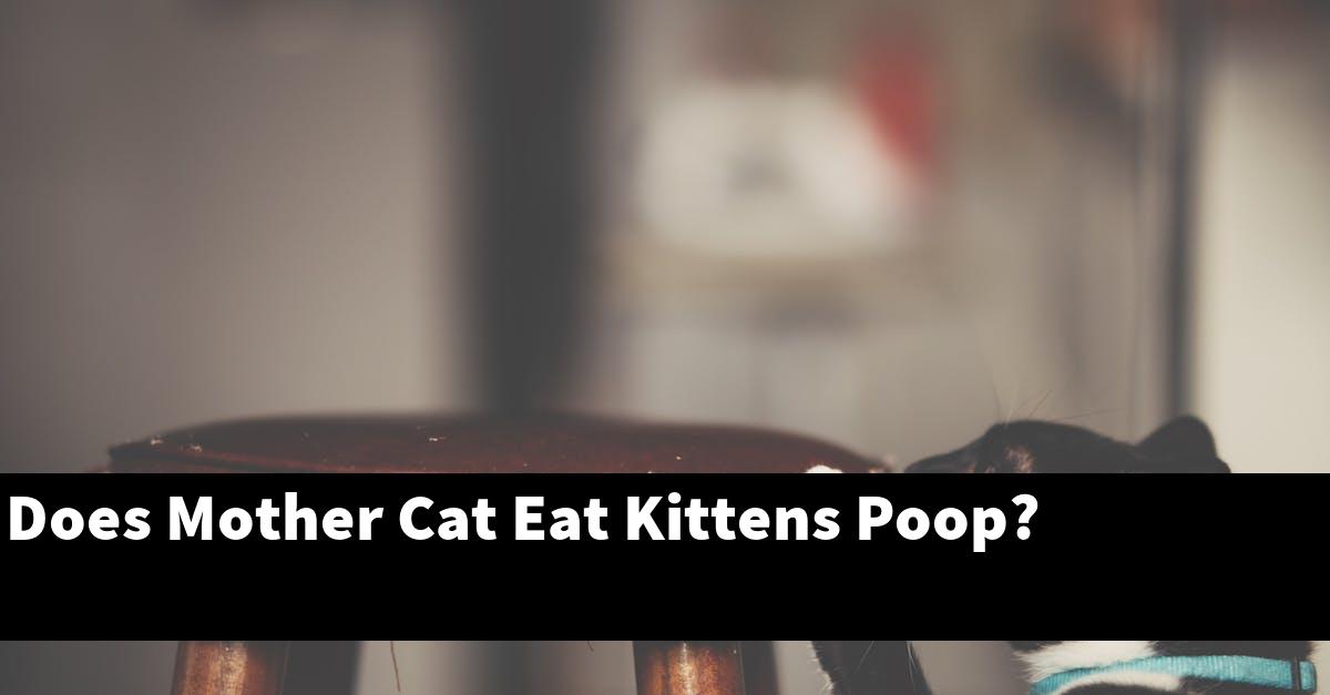 Does Mother Cat Eat Kittens Poop?