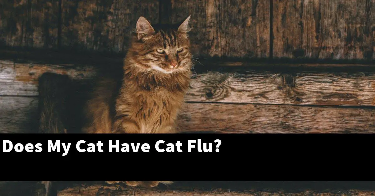 Does My Cat Have Cat Flu?