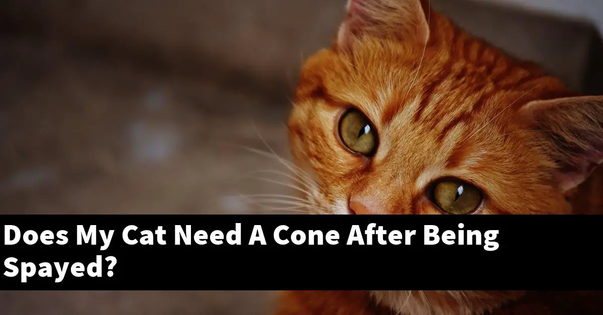 Does My Cat Need A Cone After Being Spayed?