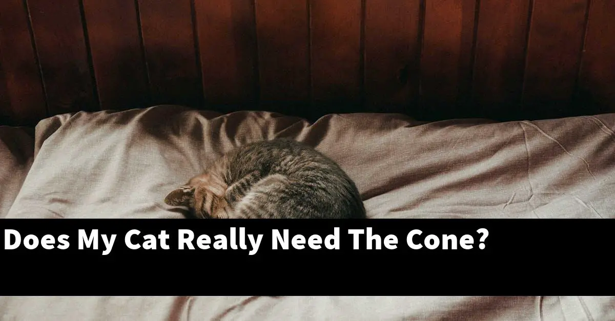 Does My Cat Really Need The Cone?