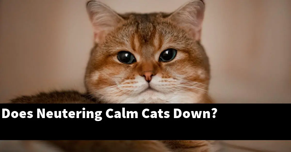 Does Neutering Calm Cats Down?