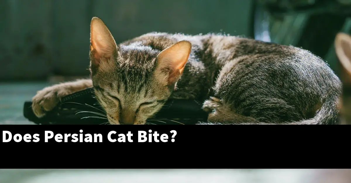 Does Persian Cat Bite?