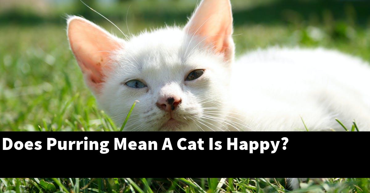 Does Purring Mean A Cat Is Happy?