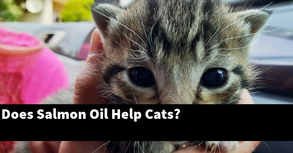 Does Salmon Oil Help Cats?