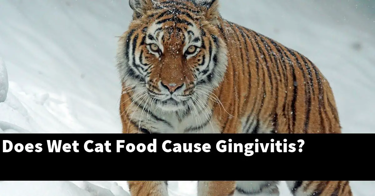 Does Wet Cat Food Cause Gingivitis?