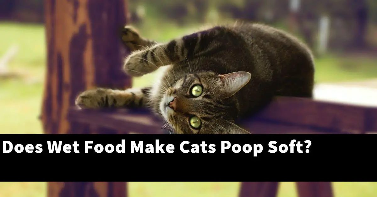 Does Wet Food Make Cats Poop Soft?