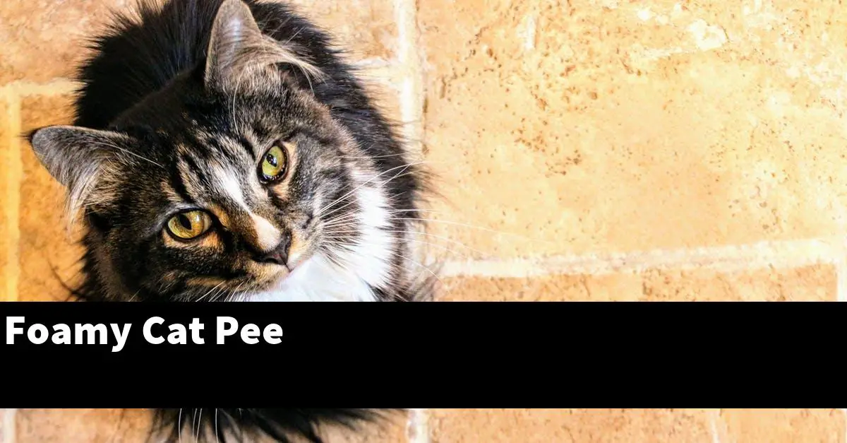 Foamy Cat Pee