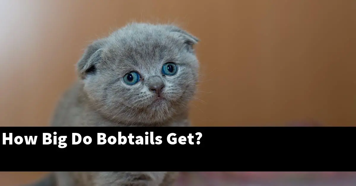 How Big Do Bobtails Get?