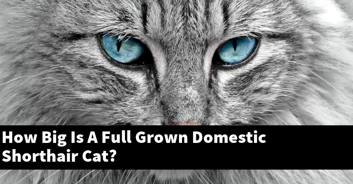 How Big Is A Full Grown Domestic Shorthair Cat?