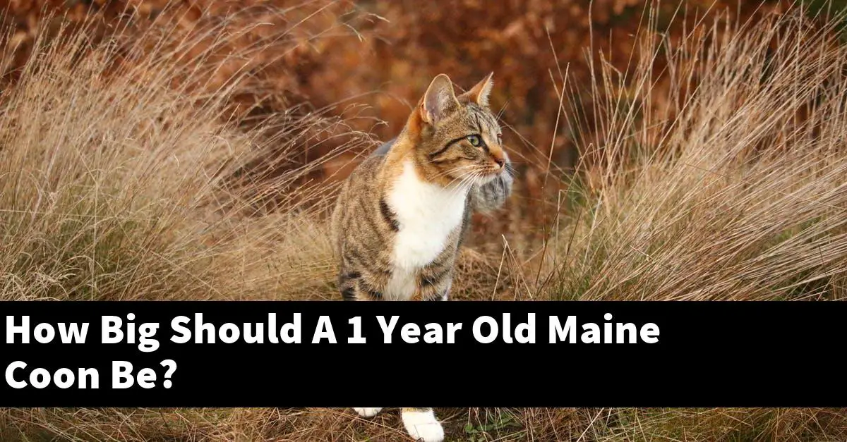 How Big Should A 1 Year Old Maine Coon Be?