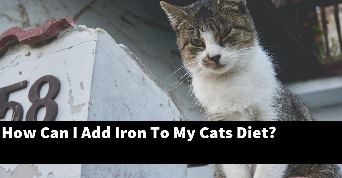 How Can I Add Iron To My Cats Diet?