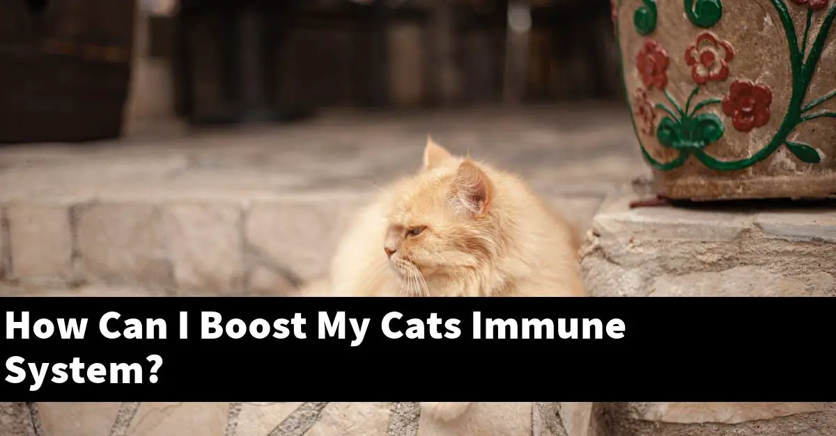 How Can I Boost My Cats Immune System?
