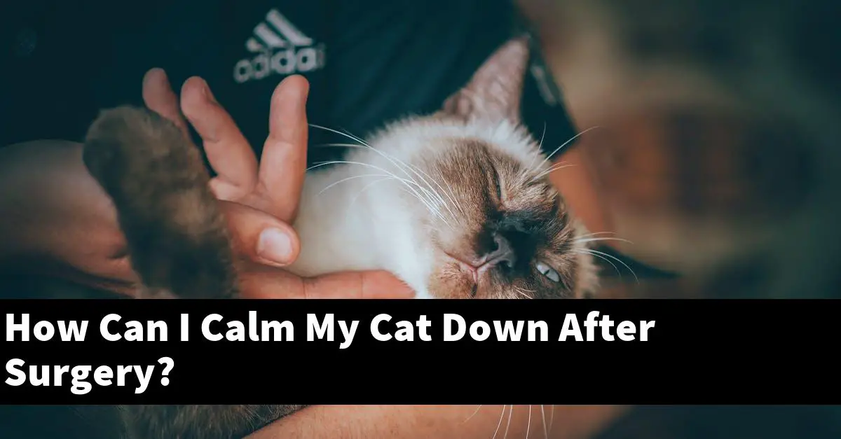 How Can I Calm My Cat Down After Surgery?