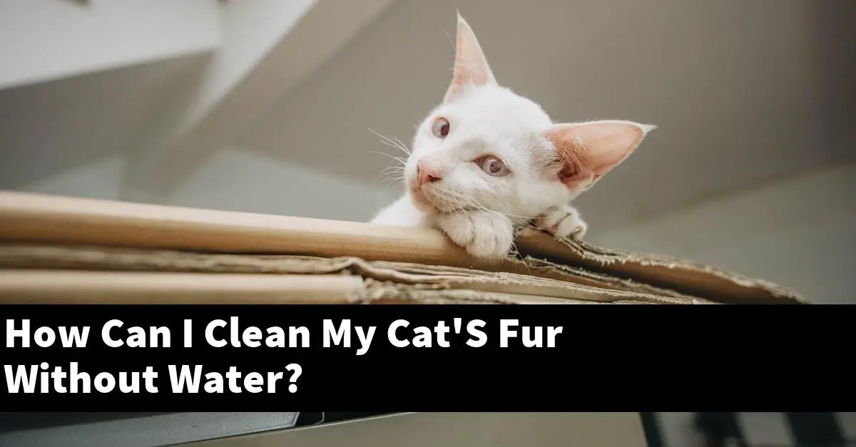 How Can I Clean My Cat'S Fur Without Water?
