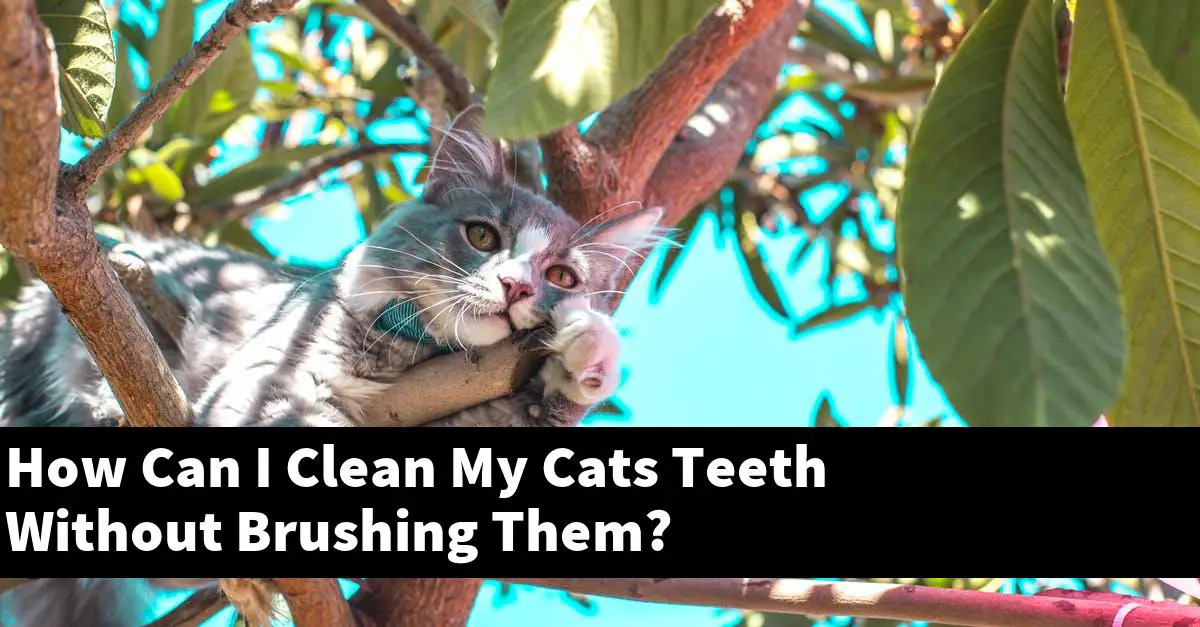 How Can I Clean My Cats Teeth Without Brushing Them?
