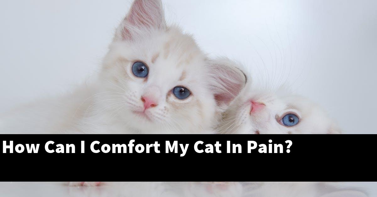 How Can I Comfort My Cat In Pain?