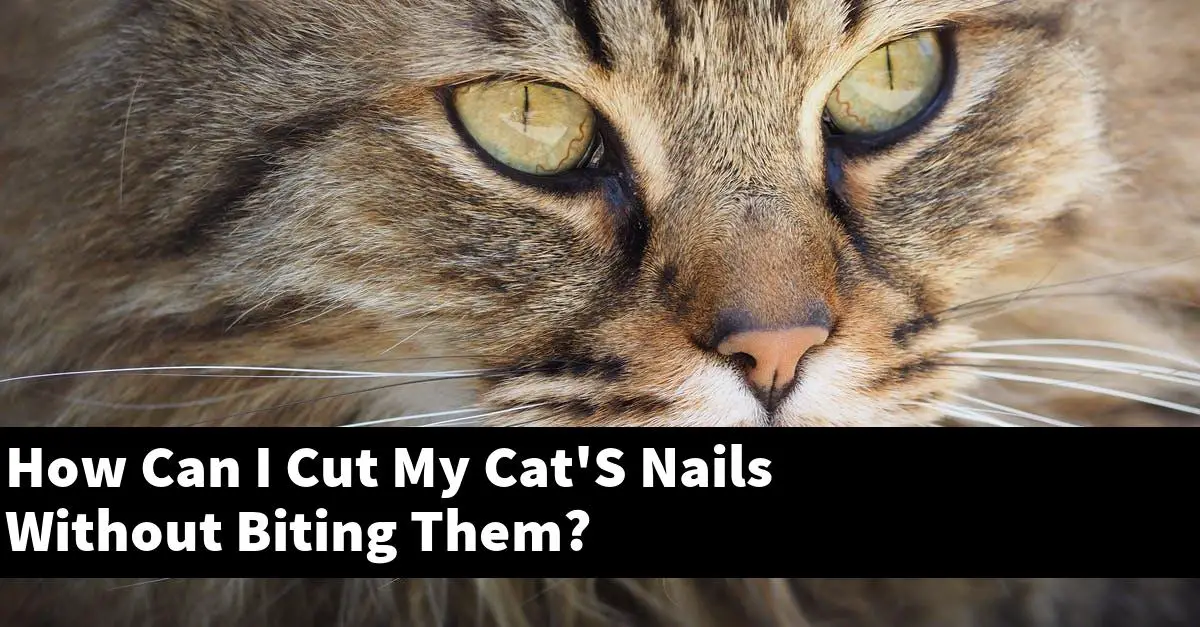 How Can I Cut My Cat'S Nails Without Biting Them?