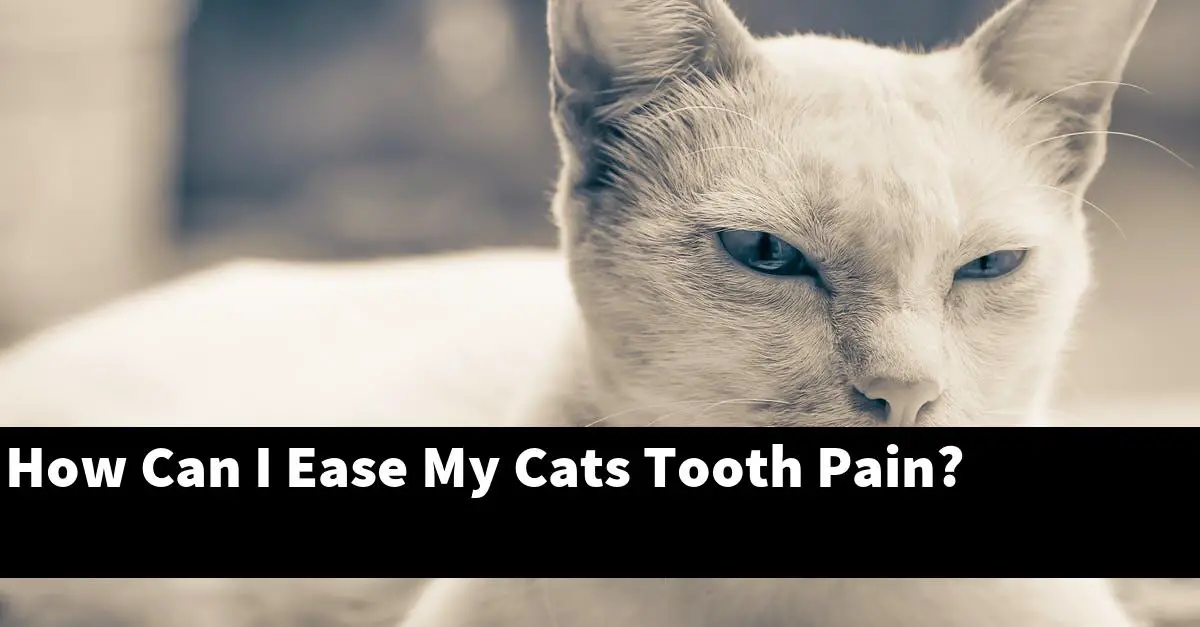 How Can I Ease My Cats Tooth Pain?