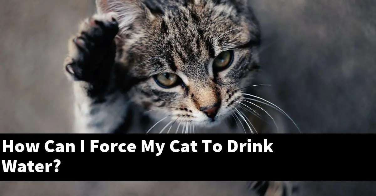 How Can I Force My Cat To Drink Water?