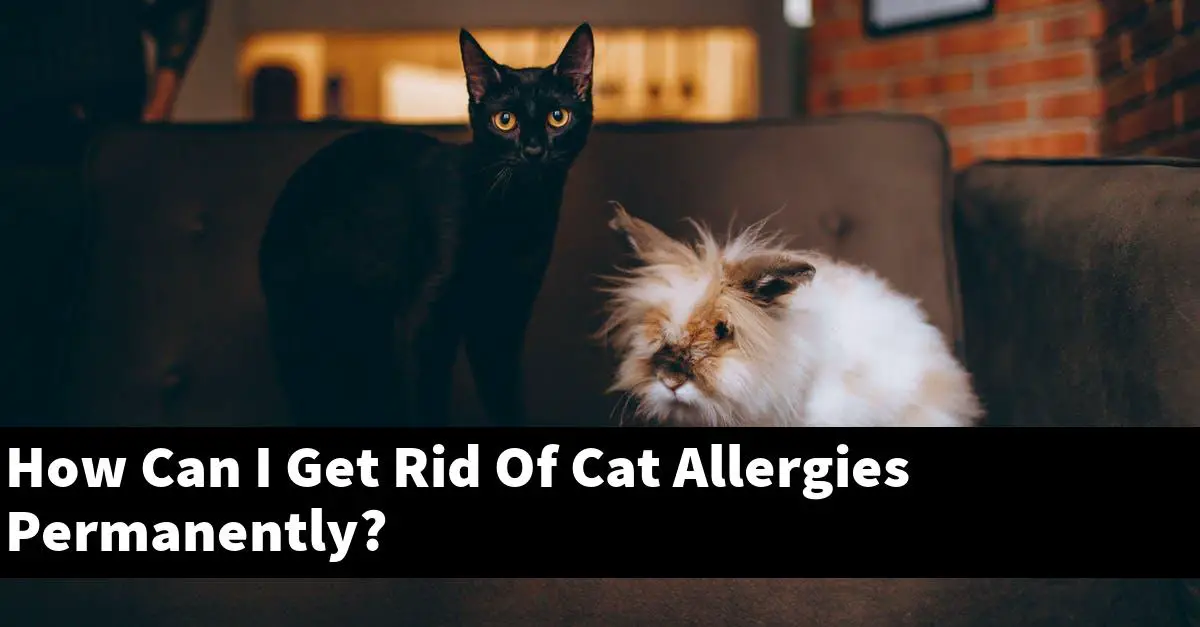 How Can I Get Rid Of Cat Allergies Permanently?