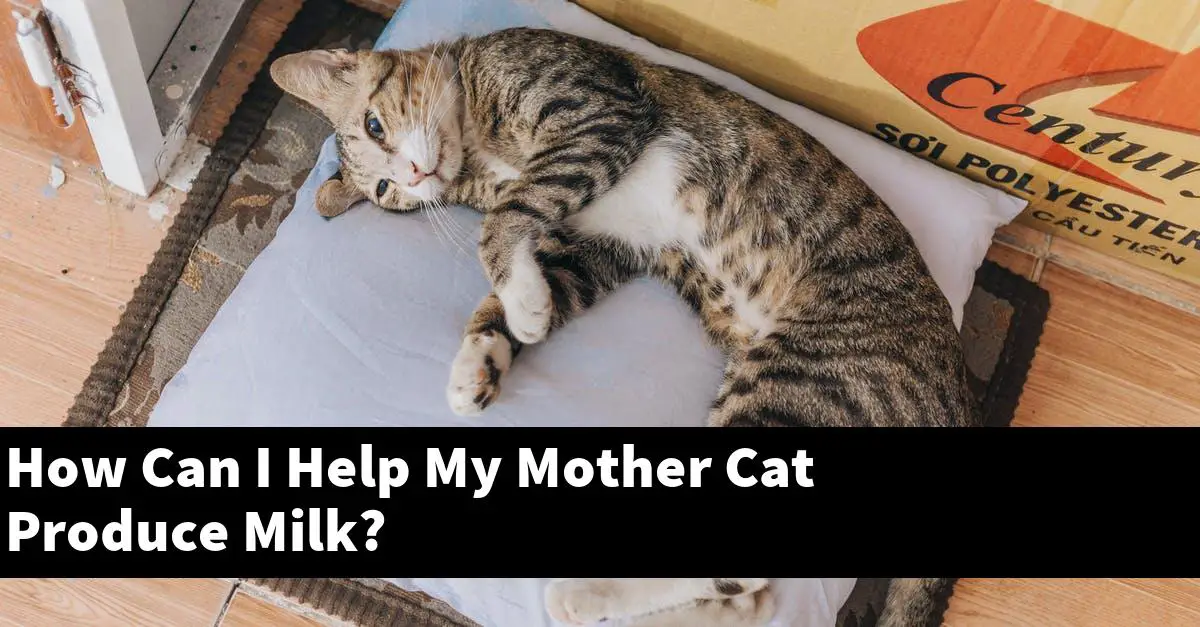 How Can I Help My Mother Cat Produce Milk?