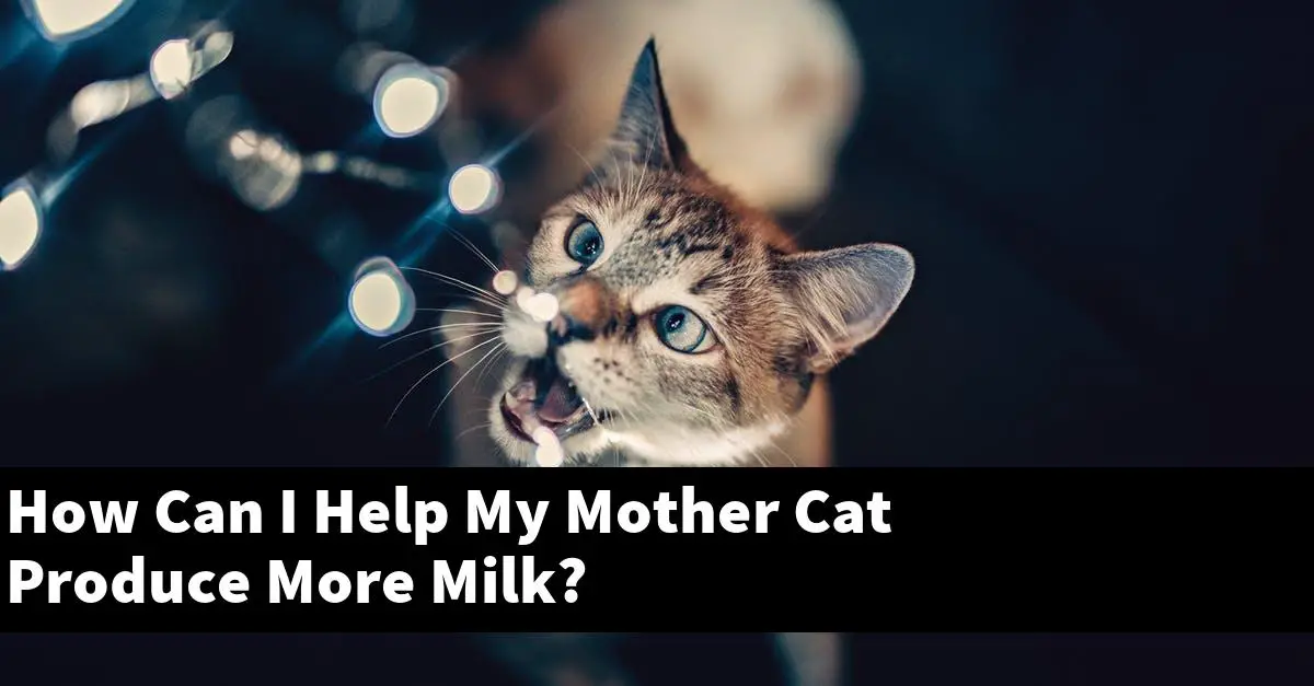 How Can I Help My Mother Cat Produce More Milk?