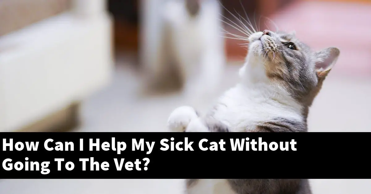 How Can I Help My Sick Cat Without Going To The Vet?
