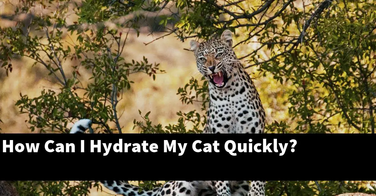 How Can I Hydrate My Cat Quickly?