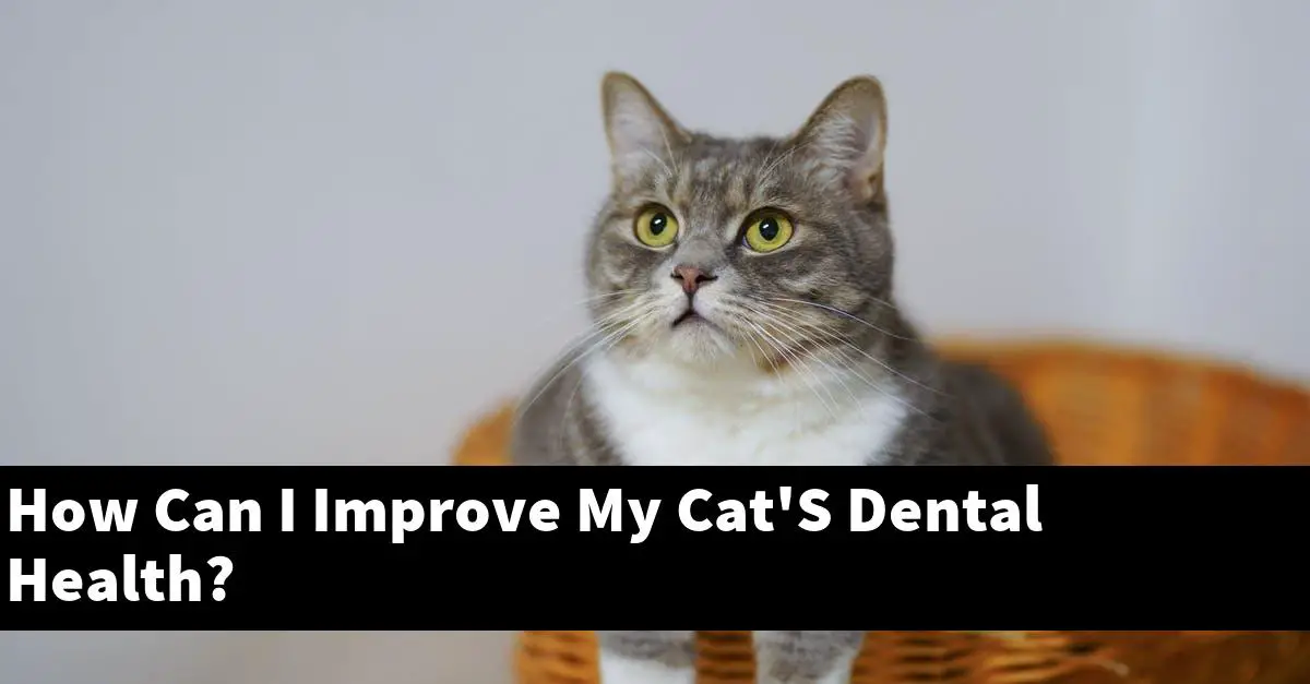 How Can I Improve My Cat'S Dental Health?