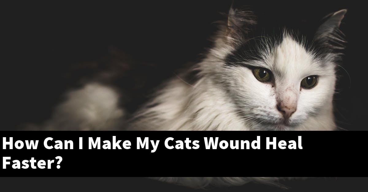How Can I Make My Cats Wound Heal Faster?