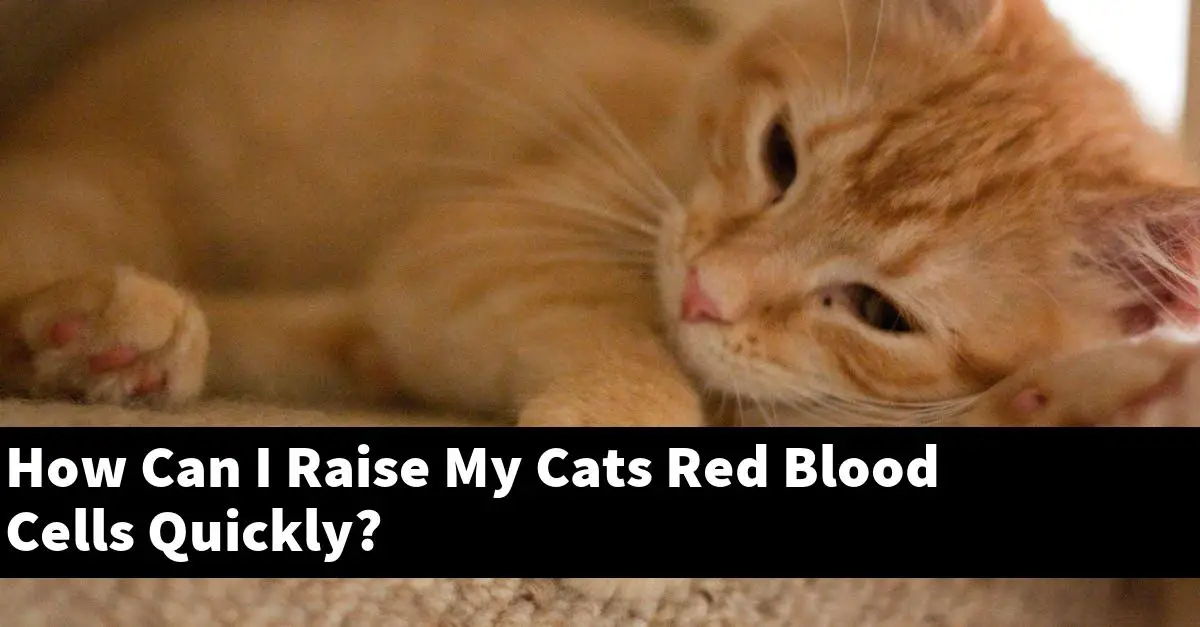How Can I Raise My Cats Red Blood Cells Quickly?