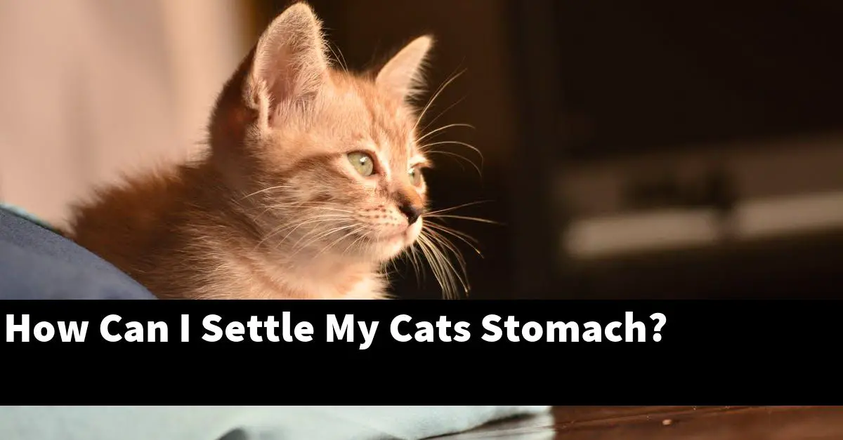How Can I Settle My Cats Stomach?