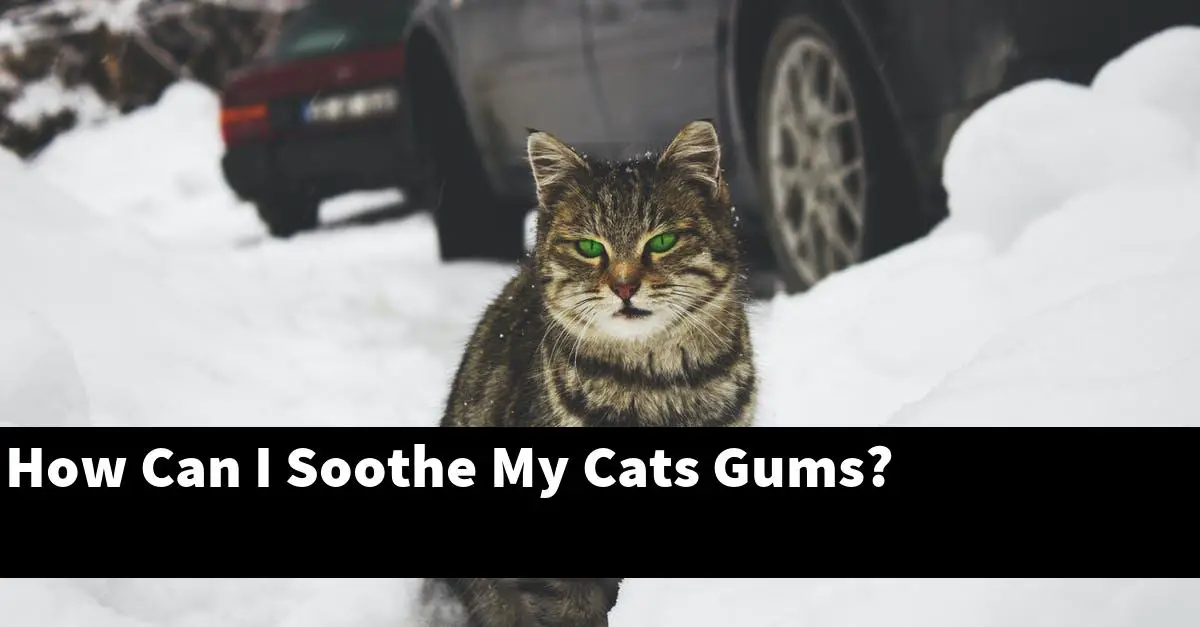 How Can I Soothe My Cats Gums?