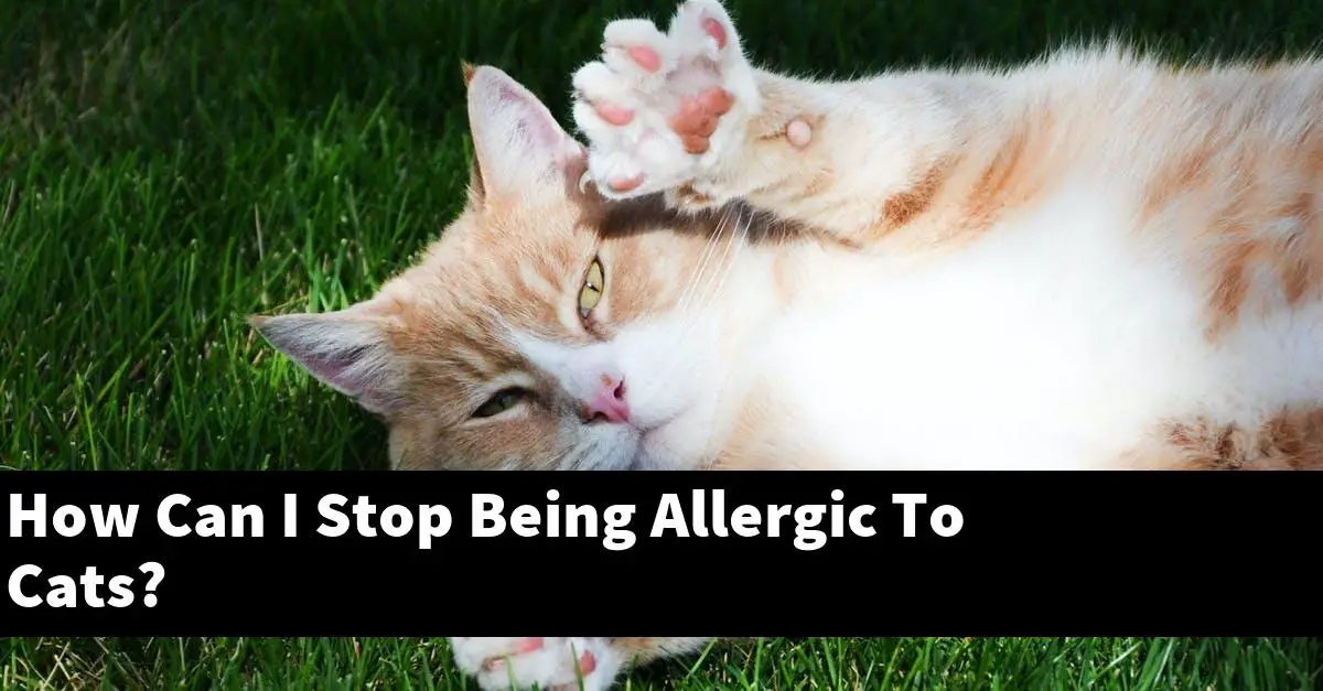 How Can I Stop Being Allergic To Cats?