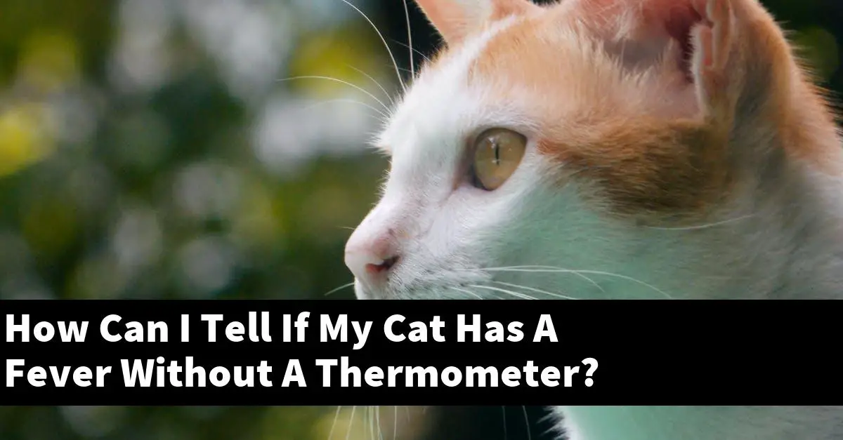 How Can I Tell If My Cat Has A Fever Without A Thermometer?