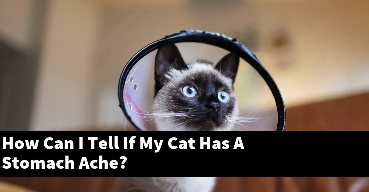 How Can I Tell If My Cat Has A Stomach Ache?