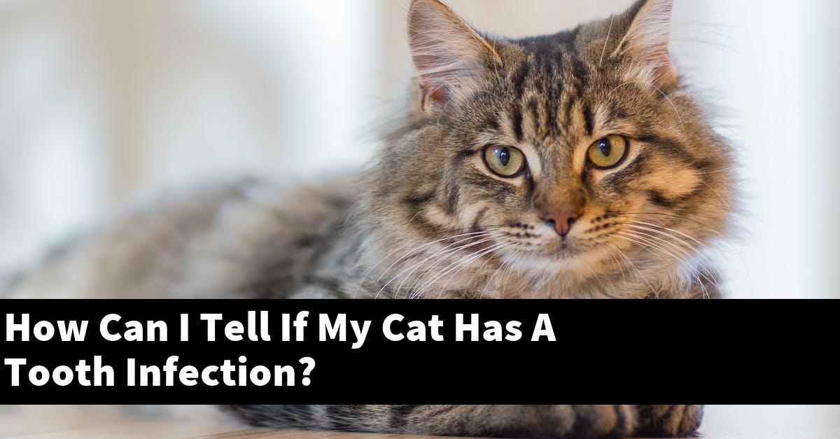 How Can I Tell If My Cat Has A Tooth Infection?