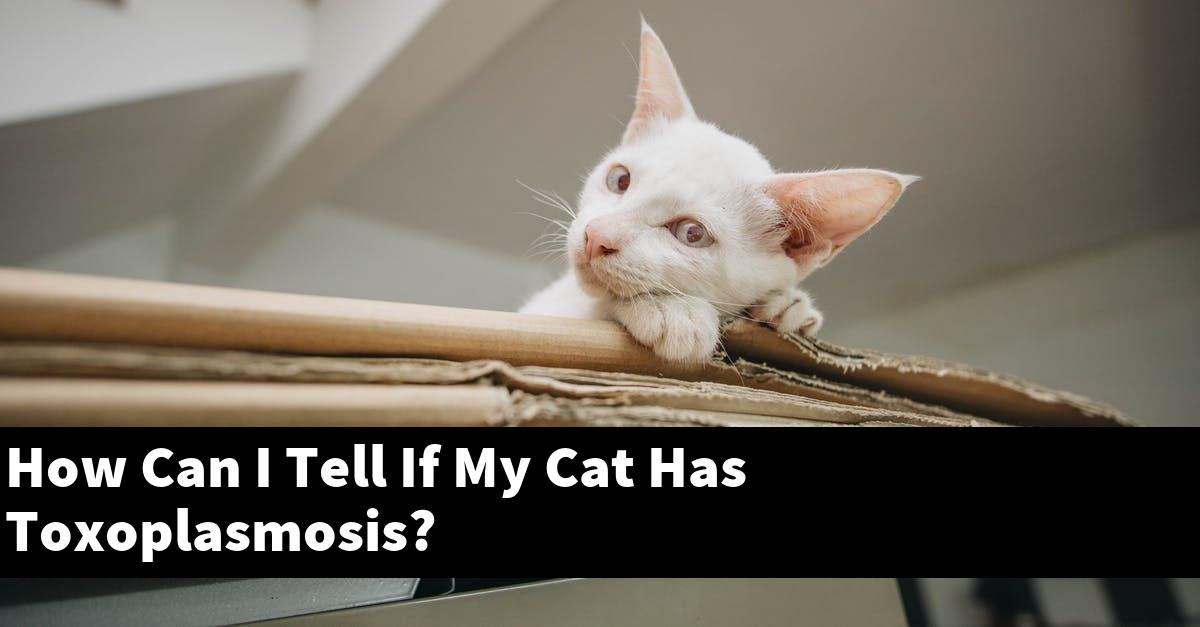 How Can I Tell If My Cat Has Toxoplasmosis?